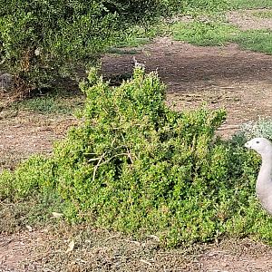 nesting cape baron geese