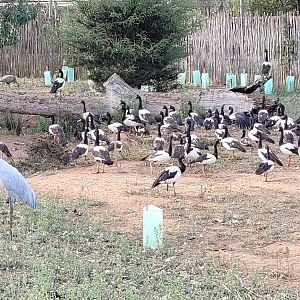 Brolga enclosure with Magpie geese