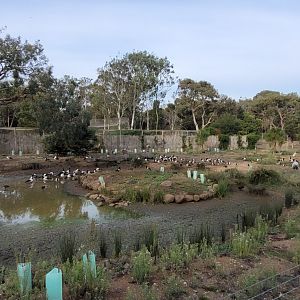Brolga enclosure