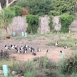Magpie geese