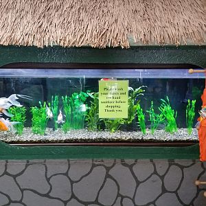 Natural Bridge Zoo - Goldfish and plecos