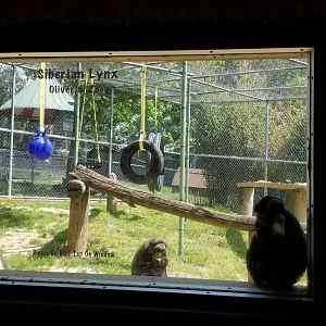 Natural Bridge Zoo - DeBrazza's monkeys