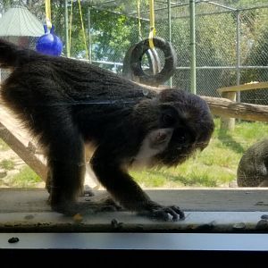 Natural Bridge Zoo - Young DeBrazza's