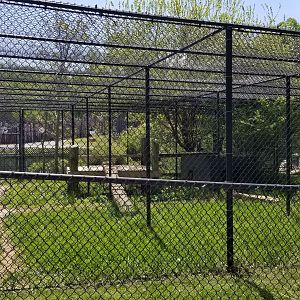 Natural Bridge Zoo - Eurasian lynx exhibit