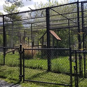 Natural Bridge Zoo - Eurasian lynx exhibit