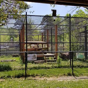 Natural Bridge Zoo - Cougar
