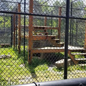 Natural Bridge Zoo - Cougar