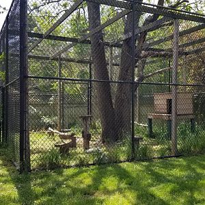 Natural Bridge Zoo - Cougar