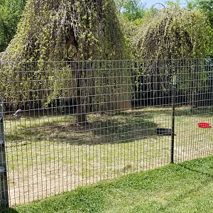 Natural Bridge Zoo - Reeves's muntjac (1 of 3+ exhibits)