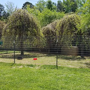 Natural Bridge Zoo - Reeves's muntjac (1 of 3+ exhibits)
