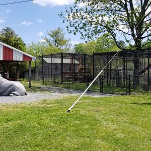 Natural Bridge Zoo - Picnic area, cougar