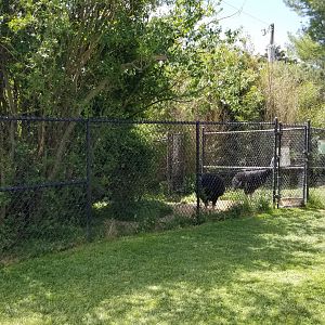 Natural Bridge Zoo - Cassowary exhibit #1 of 2