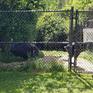 Natural Bridge Zoo - Cassowary exhibit #1 of 2