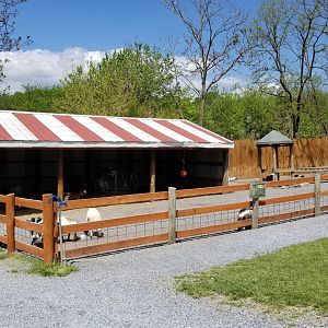 Natural Bridge Zoo - Domestic goats