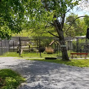 Natural Bridge Zoo - Eurasian lynx, with Asian Black Bear statue