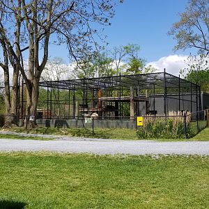 Natural Bridge Zoo - orange Tiger