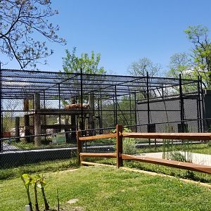 Natural Bridge Zoo - orange Tiger