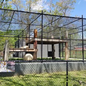 Natural Bridge Zoo - orange Tiger
