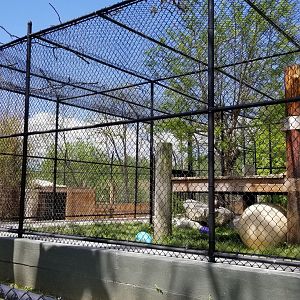 Natural Bridge Zoo - orange Tiger