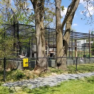 Natural Bridge Zoo - orange Tiger