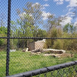 Natural Bridge Zoo - white Tiger