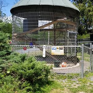Natural Bridge Zoo - "White-faced Capuchin"