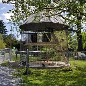 Natural Bridge Zoo - DeBrazza's monkeys