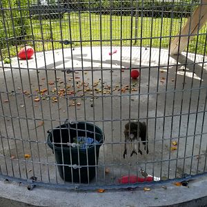 Natural Bridge Zoo - young DeBrazza's