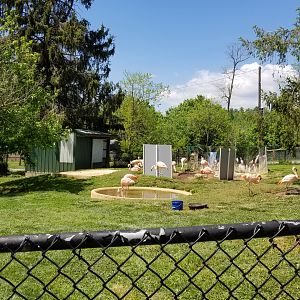 Natural Bridge Zoo - Flamingos