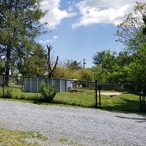 Natural Bridge Zoo - Flamingos