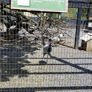 Natural Bridge Zoo - Aviary, Demoiselle crane, sacred ibis