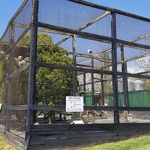 Natural Bridge Zoo - Aviary, Sacred ibis