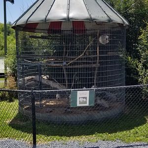 Natural Bridge Zoo - Chickens
