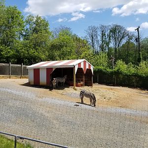 Natural Bridge Zoo - Grant's Zebra