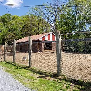 Natural Bridge Zoo - Camels