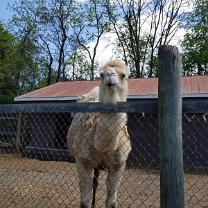 Natural Bridge Zoo - Dromedary camel