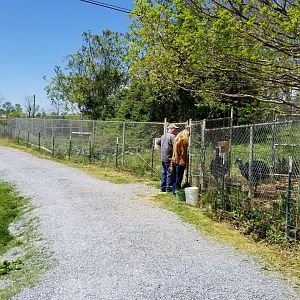 Natural Bridge Zoo - People petting cassowary through fence