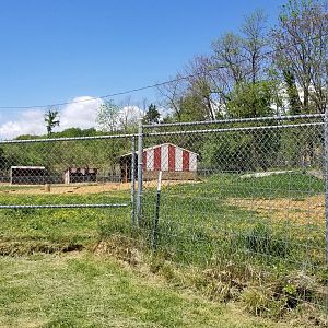 Natural Bridge Zoo - Beisa