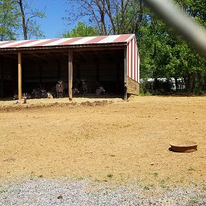 Natural Bridge Zoo - Beisa