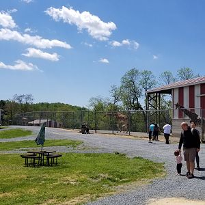 Natural Bridge Zoo - Giraffes