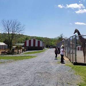 Natural Bridge Zoo - Llamas on left, giraffes on right