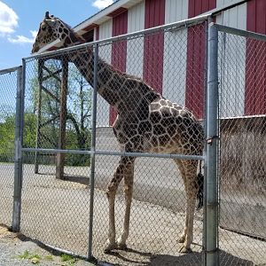 Natural Bridge Zoo - Giraffe