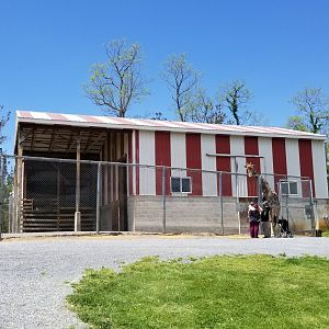 Natural Bridge Zoo - Giraffe