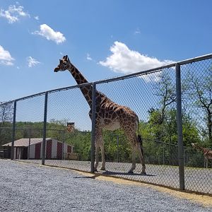 Natural Bridge Zoo - Giraffe