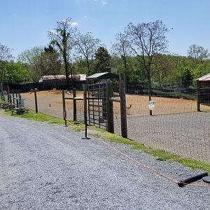 Natural Bridge Zoo - Fallow deer