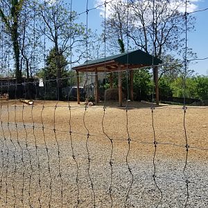Natural Bridge Zoo - Fallow deer