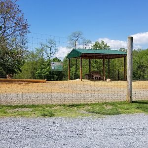 Natural Bridge Zoo - Fallow deer