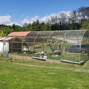Natural Bridge Zoo - Lar gibbon exhibit #2