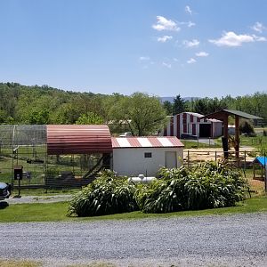 Natural Bridge Zoo - Lar gibbon exhibit #2