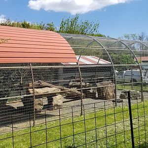 Natural Bridge Zoo - Mandrill